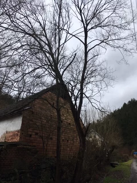 Kácení